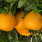 Ortanique Tangor Mandarin Budwood citrus plant material online shopping