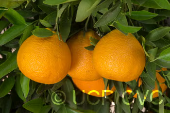 Ortanique Tangor Mandarin Budwood citrus plant material online shopping
