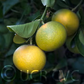 Sacaton Citrumelo Seed citrus plant material online shopping