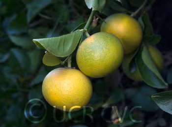 Sacaton Citrumelo Seed citrus plant material online shopping