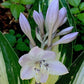 Sharp Dressed Man Hosta Plants online shopping