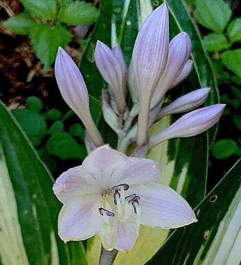 Sharp Dressed Man Hosta Plants online shopping