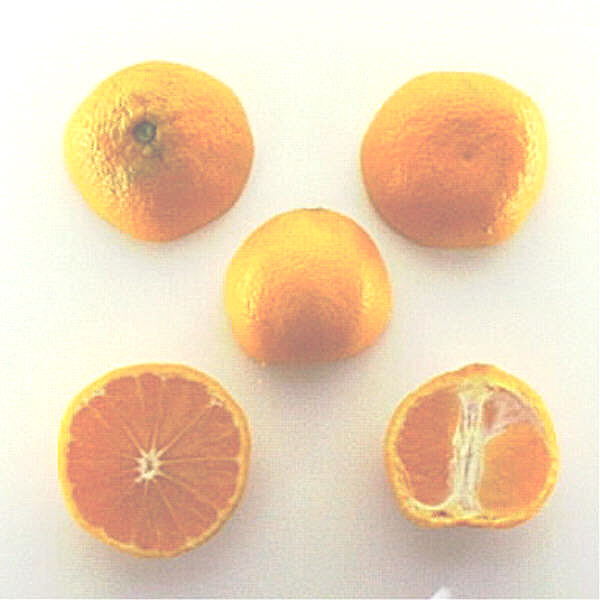 Clausellina Satsuma Mandarin Budwood citrus plant material online shopping