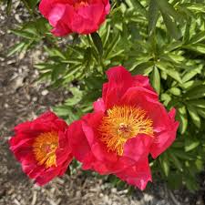 Paeonia Lactiflora Flame