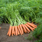 Napoli F1  Carrot