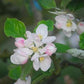 Ribston Pippin Heirloom Apple Flowers