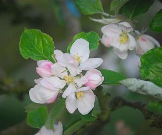 Ribston Pippin Heirloom Apple Flowers