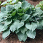 Reptilian Hosta Plants online shopping