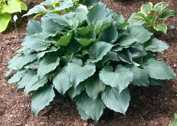 Reptilian Hosta Plants online shopping