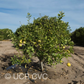 Citrus Excelsa Papeda Budwood citrus plant material online shopping