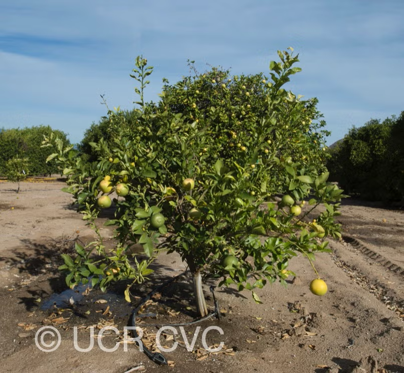 Citrus Excelsa Papeda Budwood citrus plant material online shopping