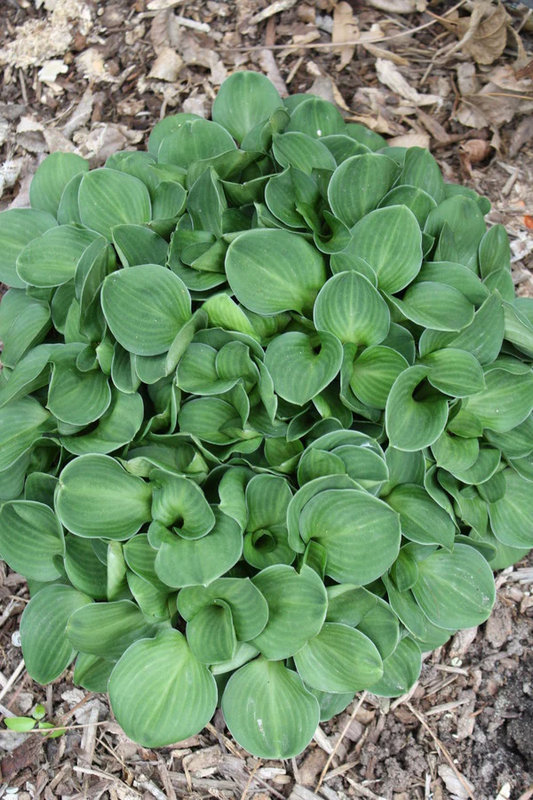 Green Thumb Hosta