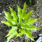 Limetini Hosta Plants online shopping