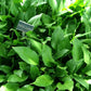 Hosta clausa Plants online shopping