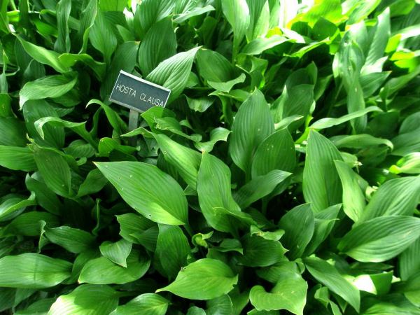 Hosta clausa Plants online shopping