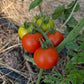 Caiman Organic Tomato
