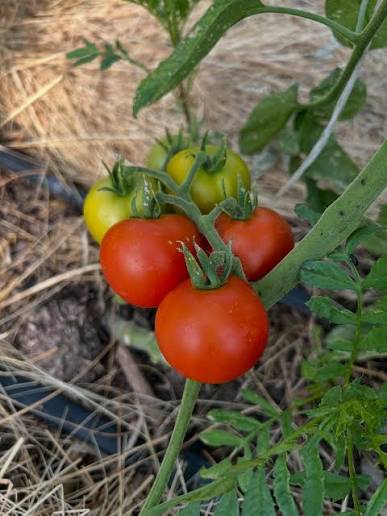 Caiman Organic Tomato