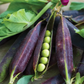 Purple Mist Organic Shelling Pea