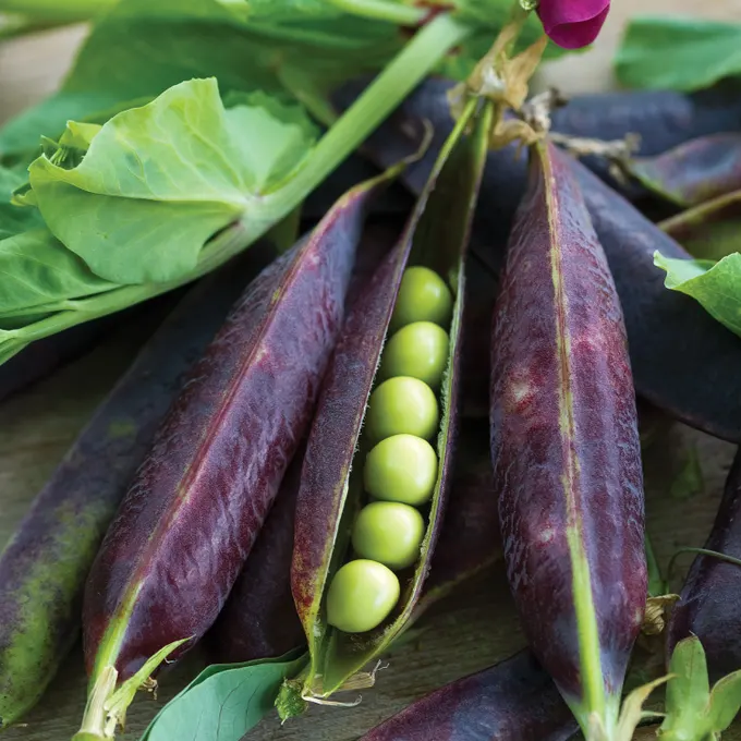 Purple Mist Organic Shelling Pea