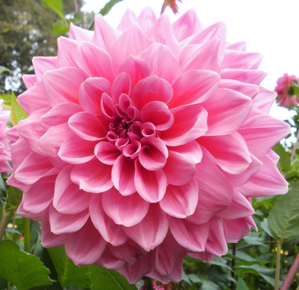 Otto’s Thrill Dahlia