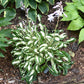 Twisted Spearmint Hosta Plants online shopping