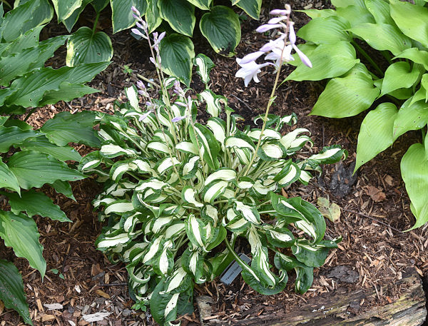 Twisted Spearmint Hosta Plants online shopping