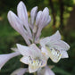 Sherlock Hosta Plants online shopping