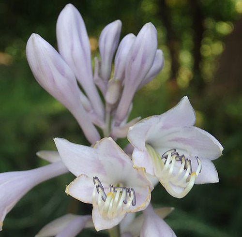 Sherlock Hosta Plants online shopping