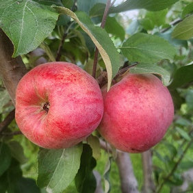 Canadian Strawberry Heirloom Apple