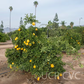 Iyo San Ponkan Mandarin Budwood citrus plant material online shopping