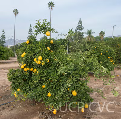 Iyo San Ponkan Mandarin Budwood citrus plant material online shopping