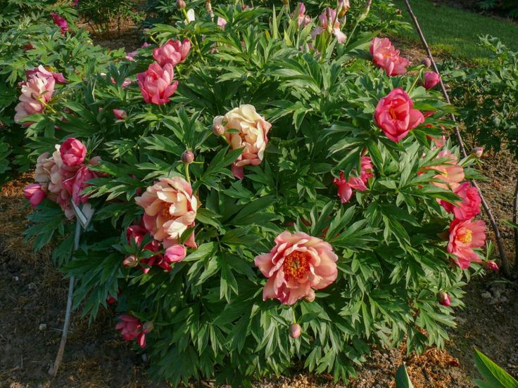 Paeonia Itoh Magical Mystery Tour