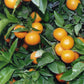 Page Tangelo Mandarin Budwood citrus plant material online shopping