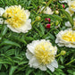 Paeonia Lactiflora Honey Gold