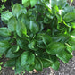 Midnight Oil Hosta Plants online shopping