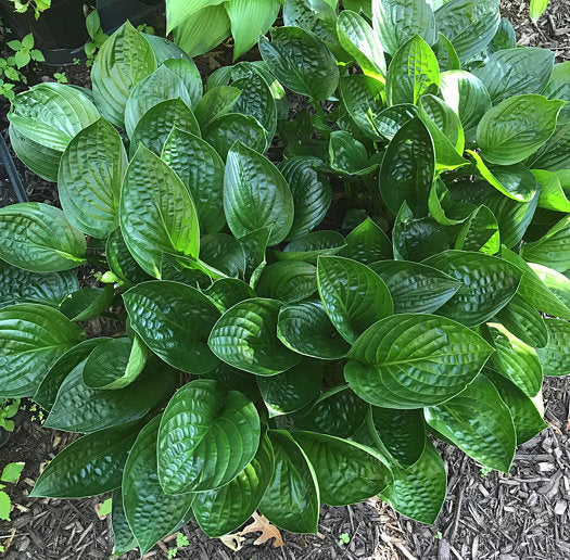 Midnight Oil Hosta Plants online shopping