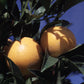 Tarocco Blood Orange Budwood citrus plant material online shopping