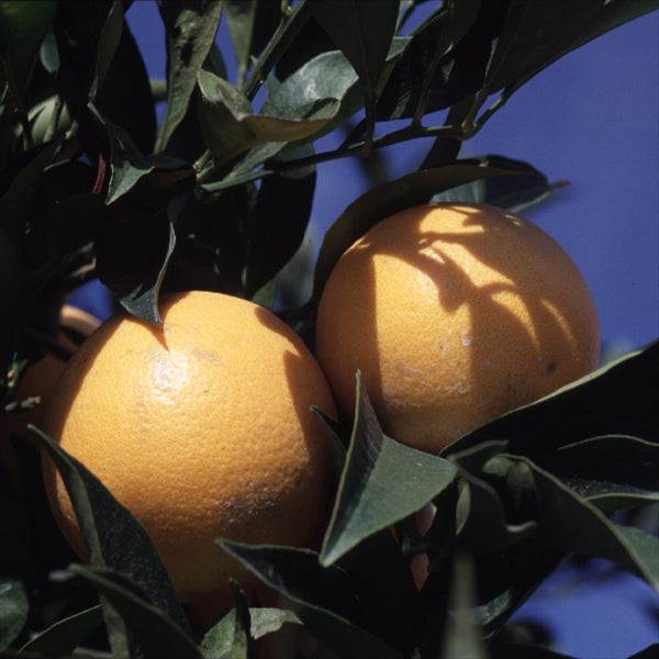 Tarocco Blood Orange Budwood citrus plant material online shopping