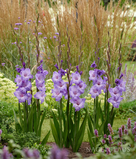 Milka Gladiolus Corms