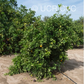 Chapman Nucellar Valencia Orange Budwood citrus plant material online shopping
