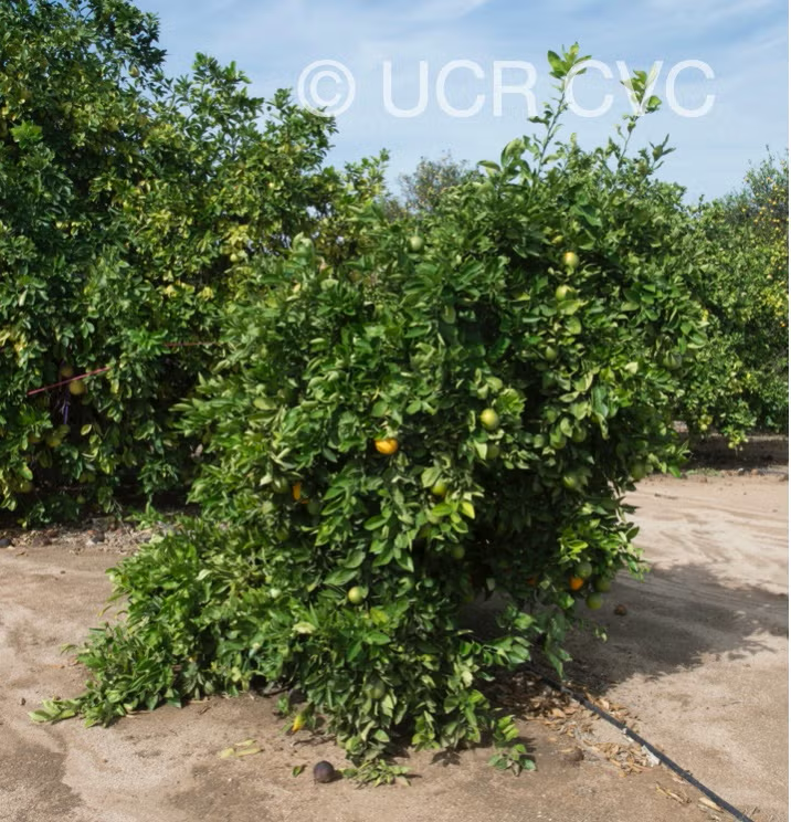 Chapman Nucellar Valencia Orange Budwood citrus plant material online shopping