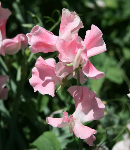 John Gray Sweet Pea seeds online shopping