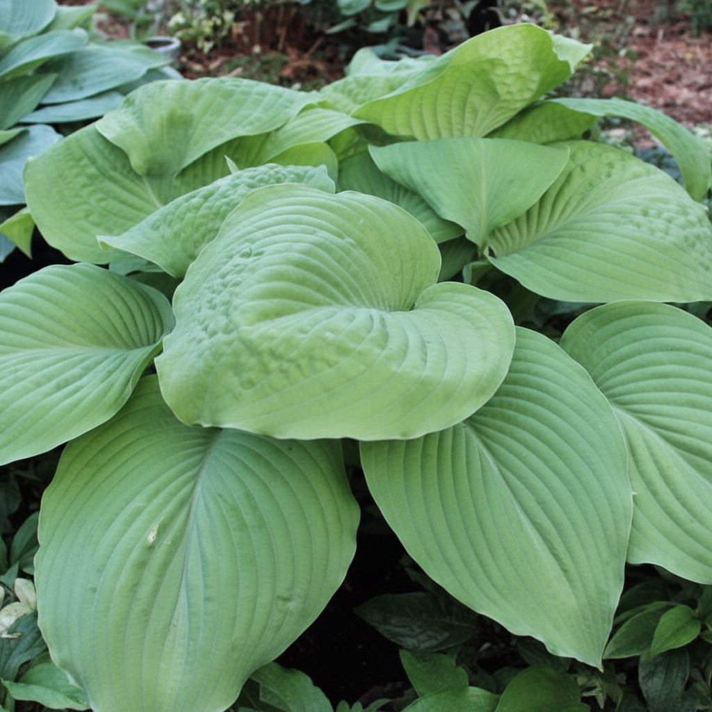 Carved Complexity Hosta Plants online shopping
