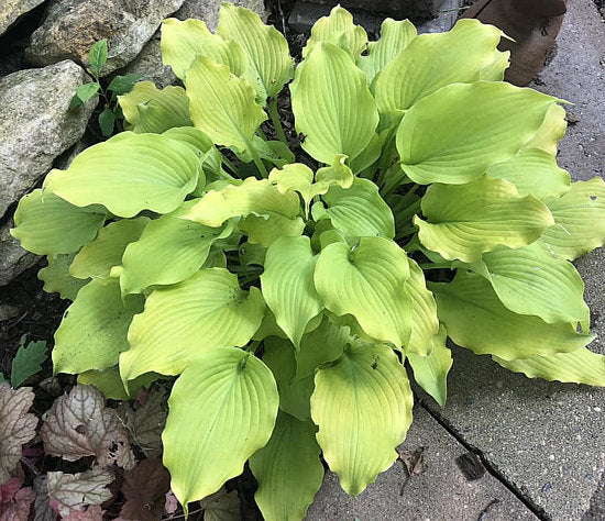 Frilly Fantasy Hosta Plants online shopping