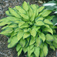 Made In Spades Hosta Plants online shopping