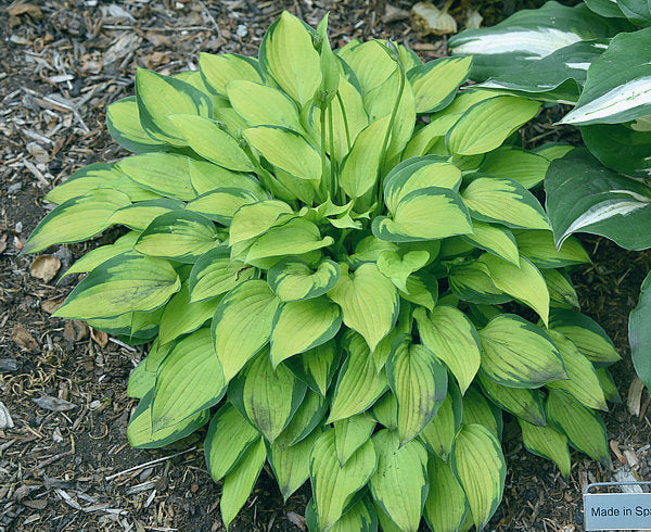 Made In Spades Hosta Plants online shopping