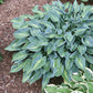 Stand By Me Hosta Plants online shopping
