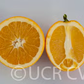 Fisher Navel Orange Budwood citrus plant material online shopping