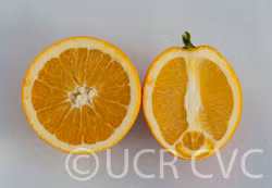Fisher Navel Orange Budwood citrus plant material online shopping