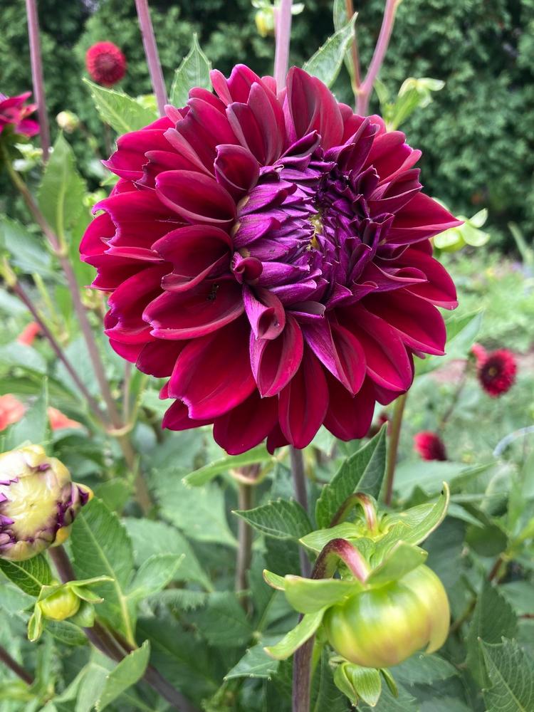 Diva Dahlia